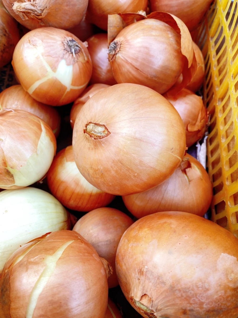 17369187975484d_bawang_besar_holland_.jpg