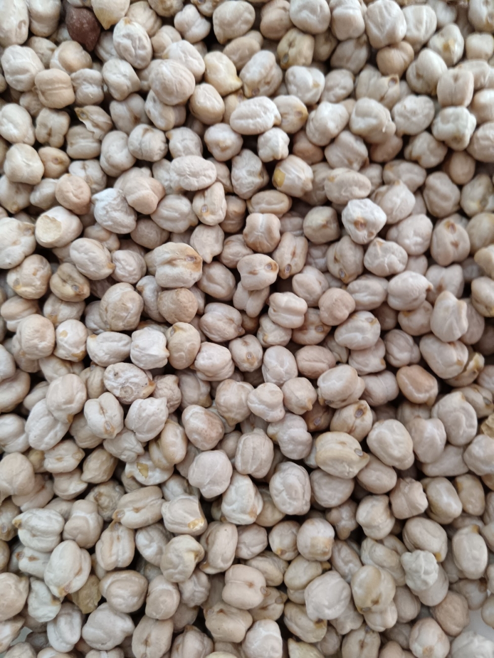173691930169beb_Kacang_Kuda_20KG_.jpg