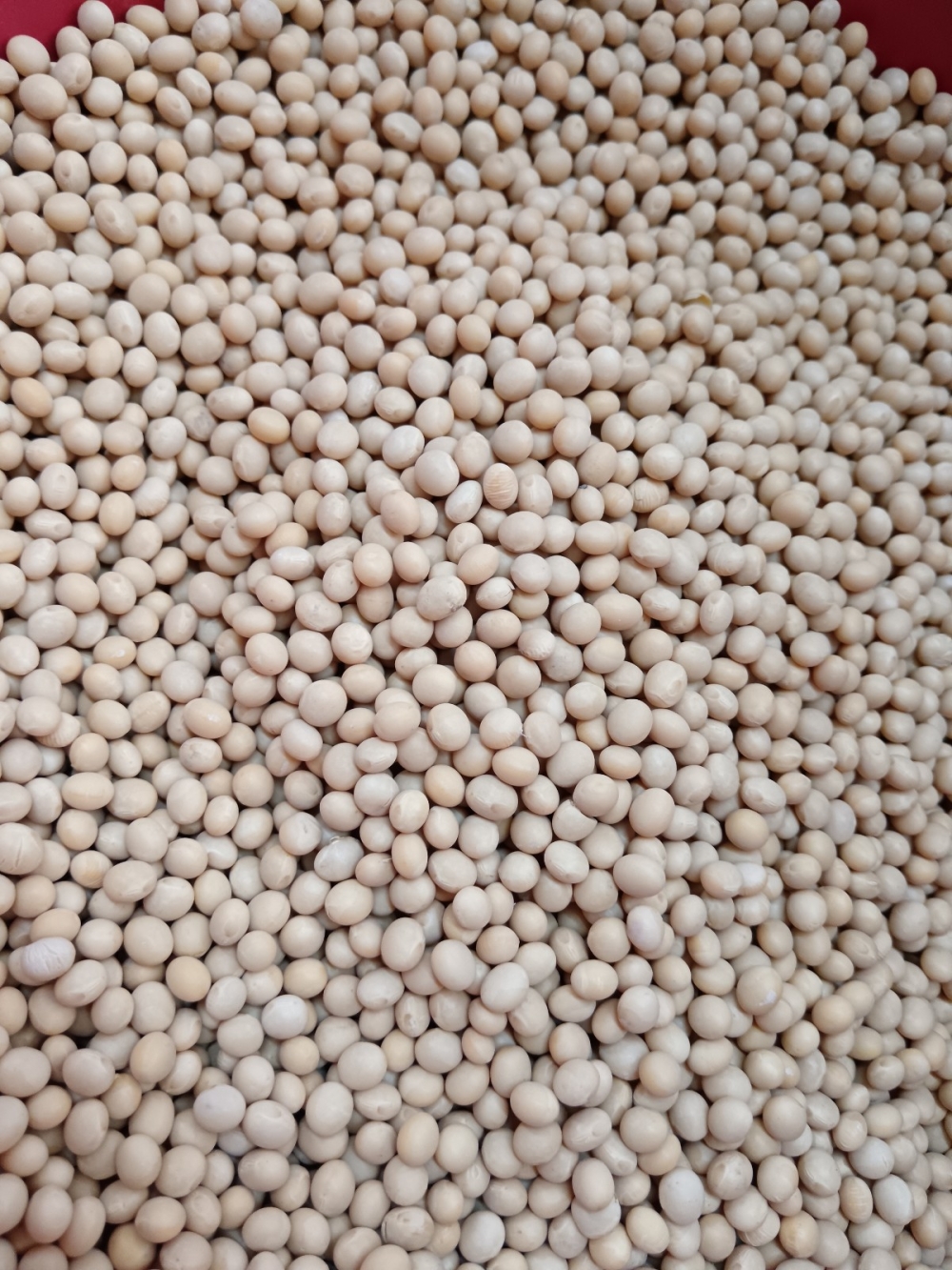 173691959732841_Soya_Bean_30KG_THC_.jpg